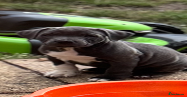 Staffordshire Bull Terrier dogs - Advert 14
