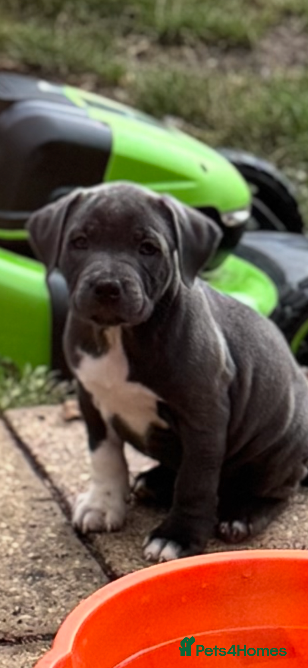 Staffordshire Bull Terrier dogs for sale: Blue male staff - Image 3