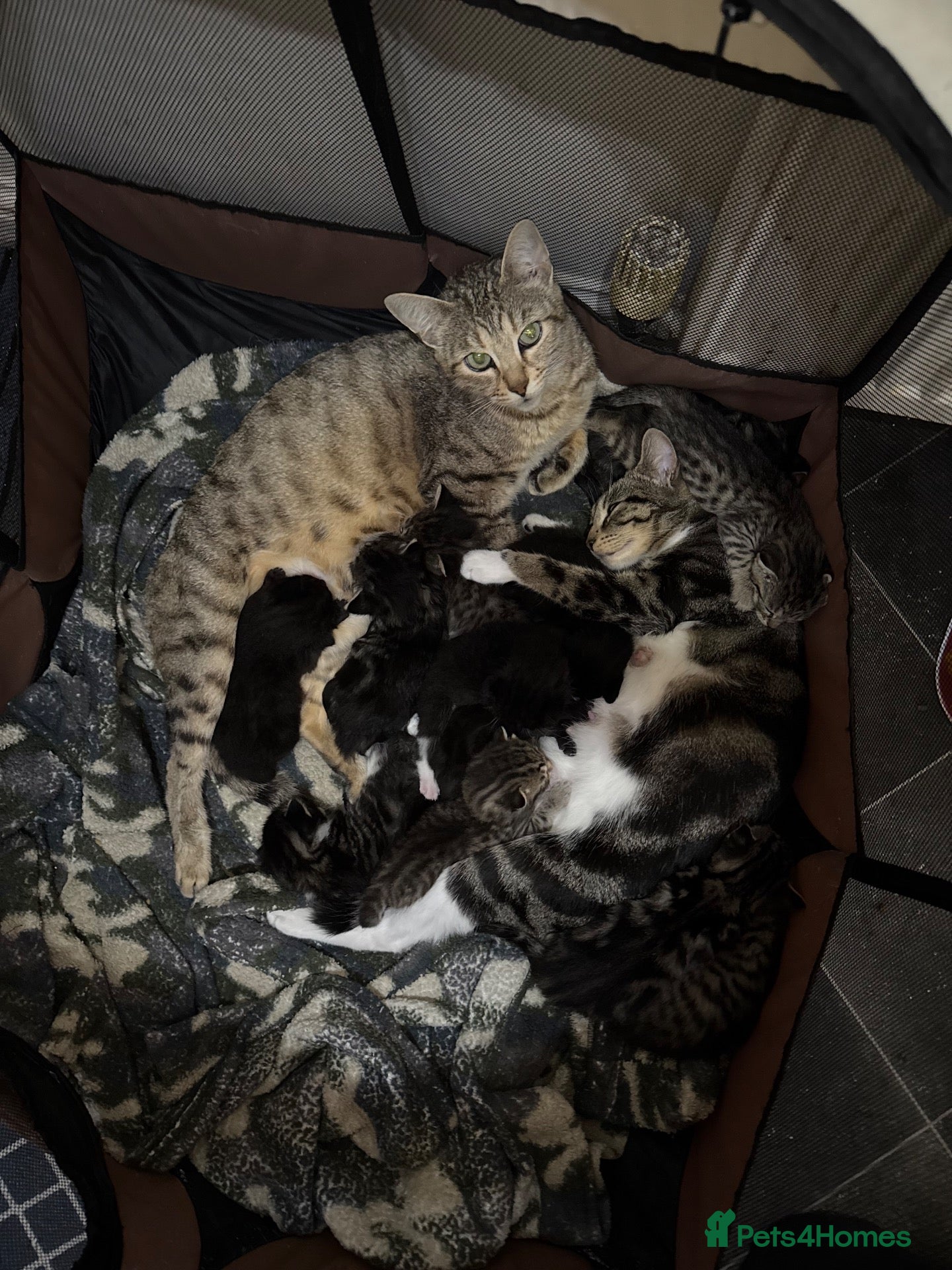 Bengal cats Stunning cross bengals  - Advert 1