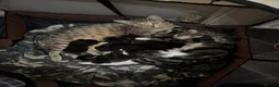 Bengal cats for sale: Stunning cross bengals  - Advert 1