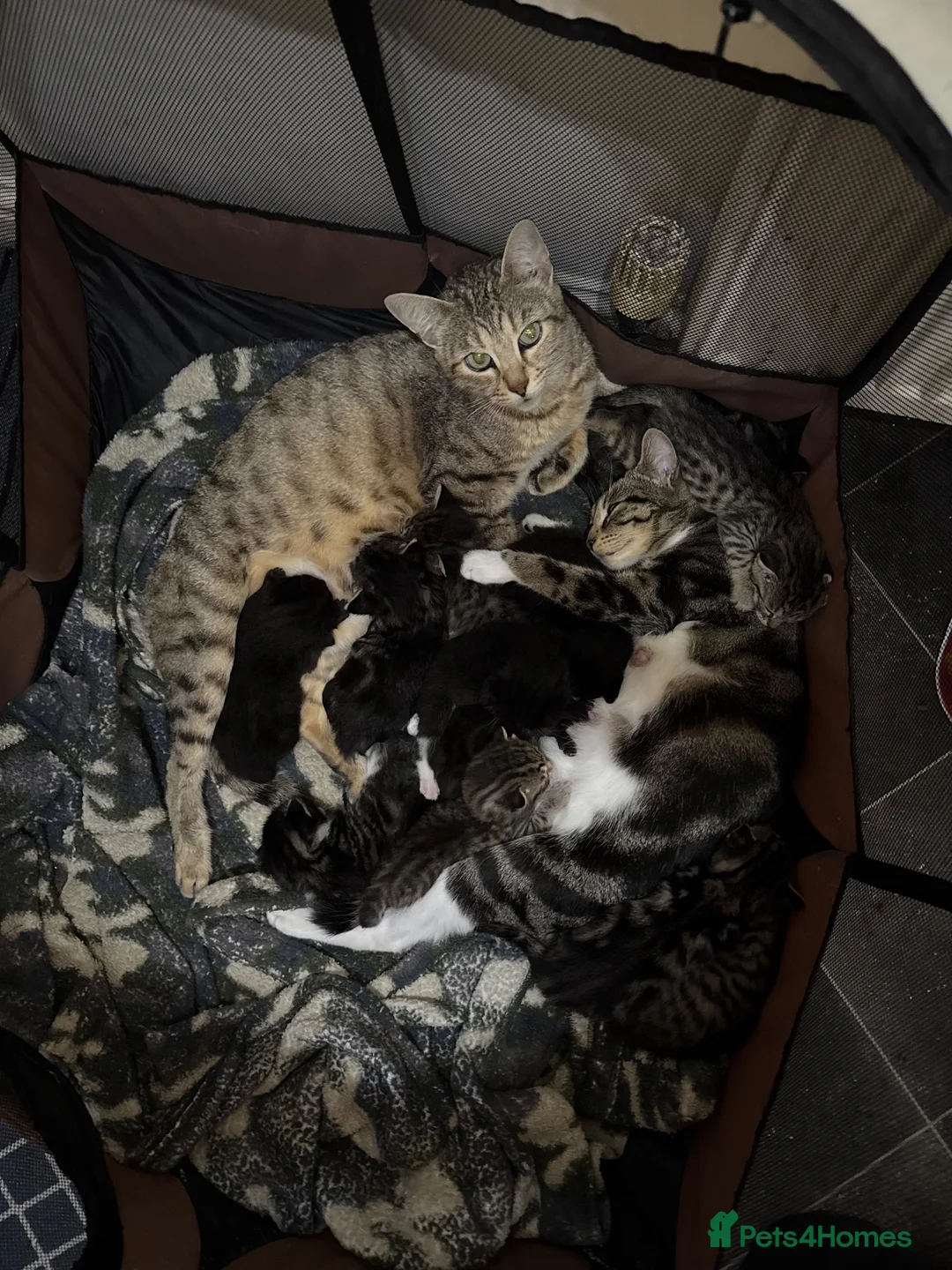 Bengal cats for sale: Stunning cross bengals  - Advert 1
