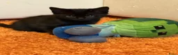 Mixed Breed cats for sale: 3 cheeky kittens - Advert 6