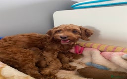 Cockapoo dogs for sale: Beautiful cockpoo boys for sale!! - Image 14