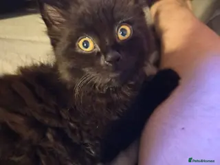 Mixed Breed cats Luna 14 week old kitten - Advert 4