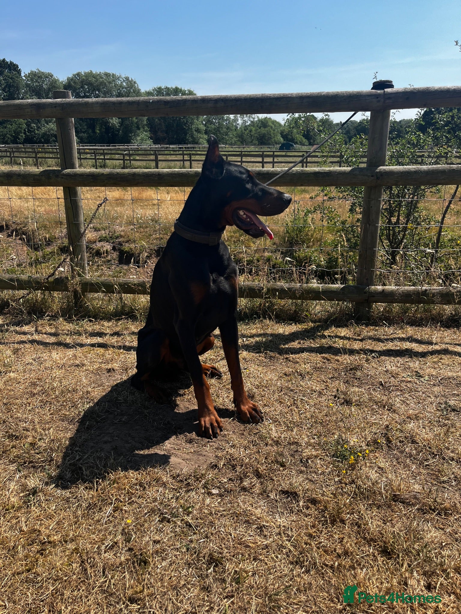 Dobermann dogs Beautiful Rescue Boy  - Advert 5