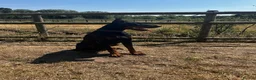 Dobermann dogs for sale: Beautiful Rescue Boy  - Advert 1
