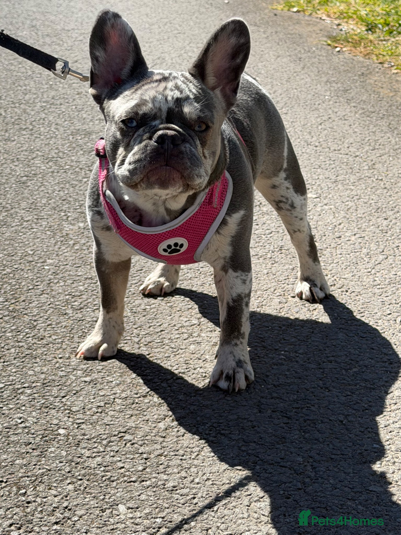 French Bulldog dogs Girl merle French-bull dog  - Advert 1