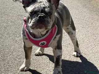 French Bulldog dogs Girl merle French-bull dog - Advert 4