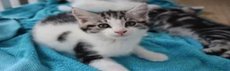 Mixed Breed cats for sale: Litter of 5 Kittens, 11 Weeks Old - Advert 6