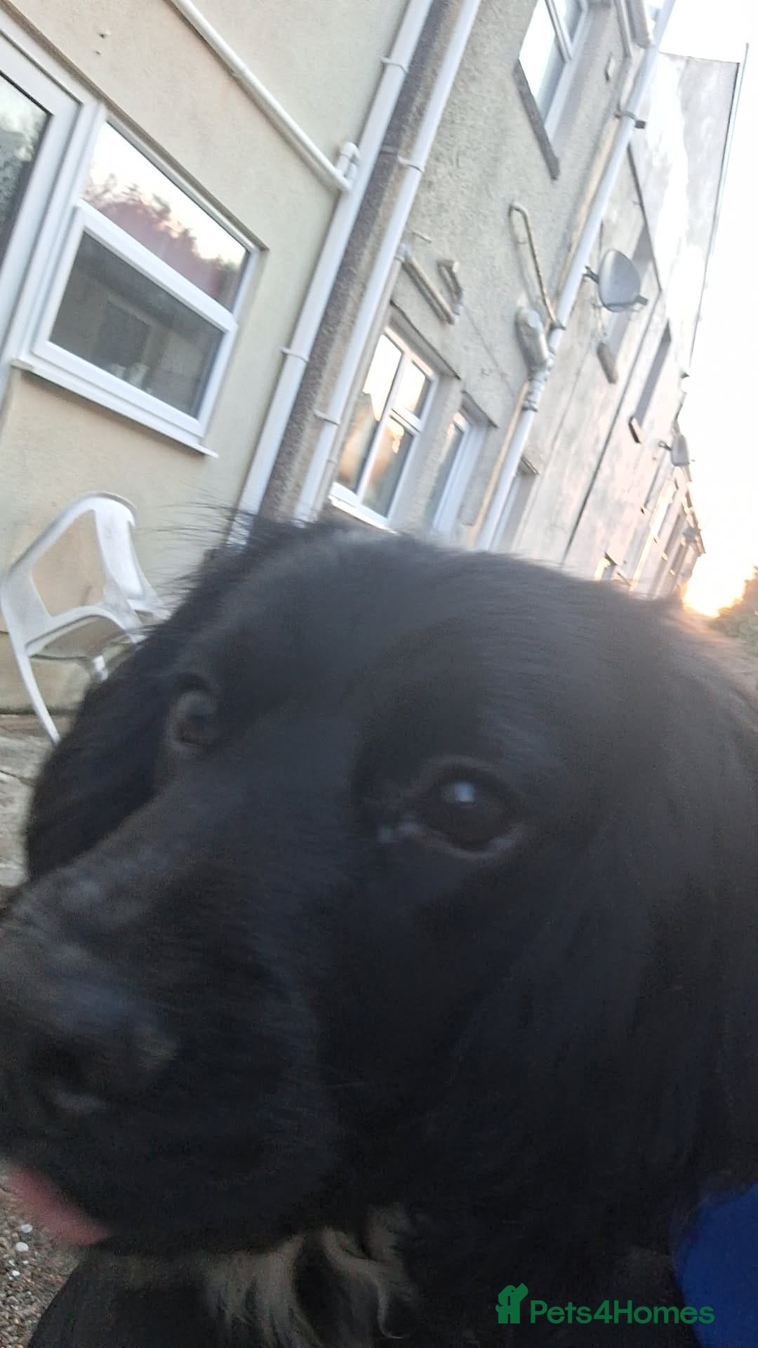 English Springer Spaniel dogs English Springer Spaniel  - Advert 5