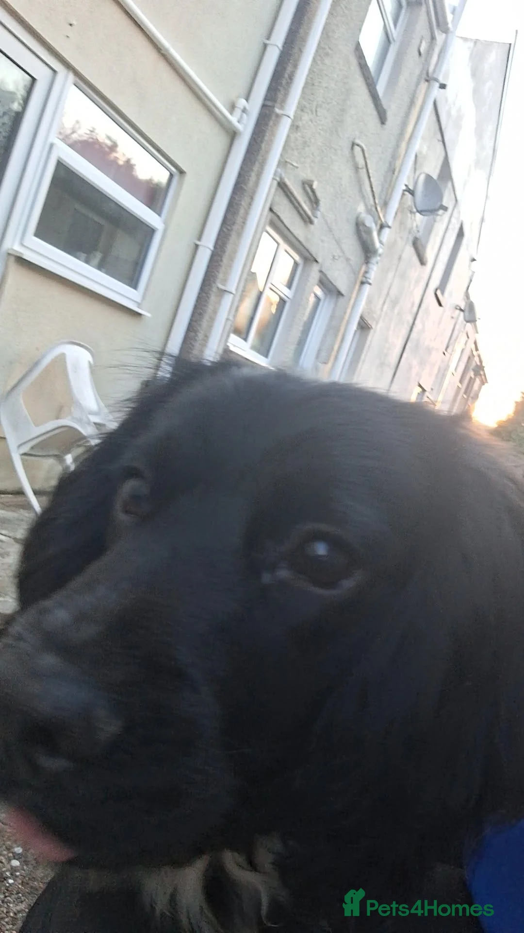 English Springer Spaniel dogs for sale: English Springer Spaniel  - Advert 1