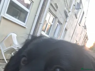 English Springer Spaniel dogs English Springer Spaniel - Advert 4