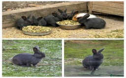 Mixed Breed rabbits for sale: Rabbits - Image 1