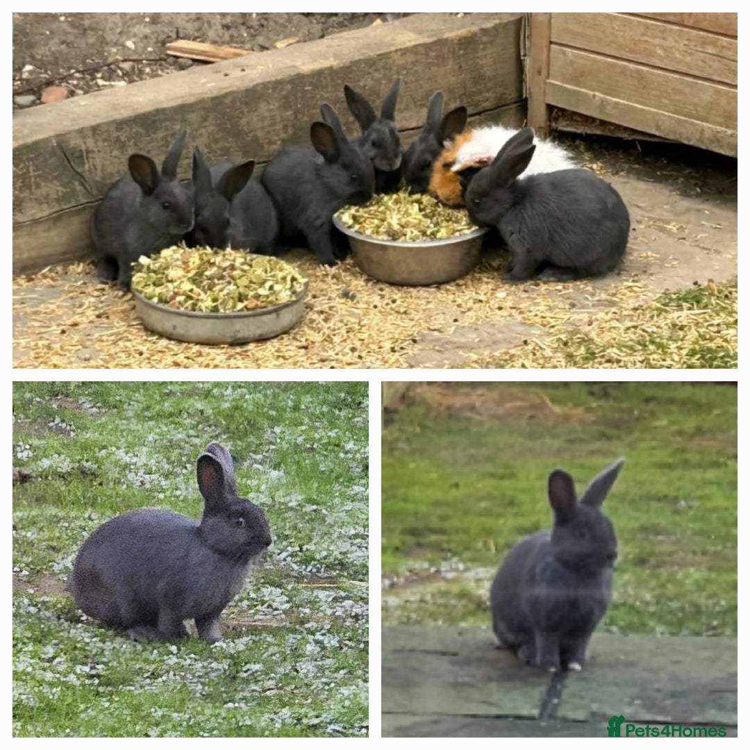Mixed Breed rabbits for sale: Rabbits - Image 1