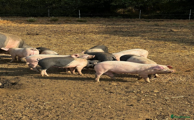 Pig livestock - Advert 2