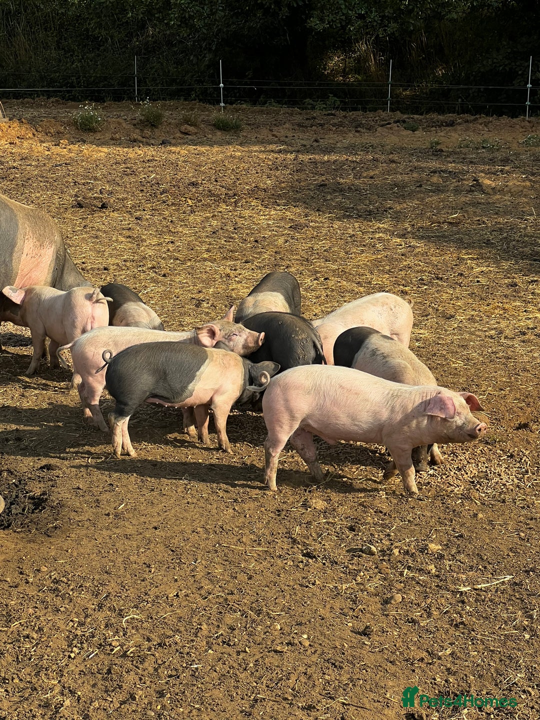 Pig livestock for sale: Saddleback X Weaners  - Image 1