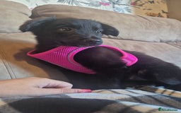 Border Collie dogs for sale: Border collie pup - Image 3