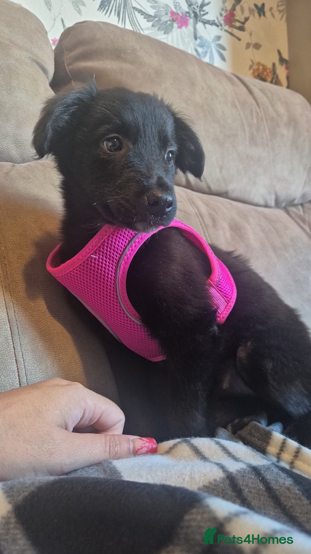 Border Collie dogs for sale: Border collie pup - Image 3