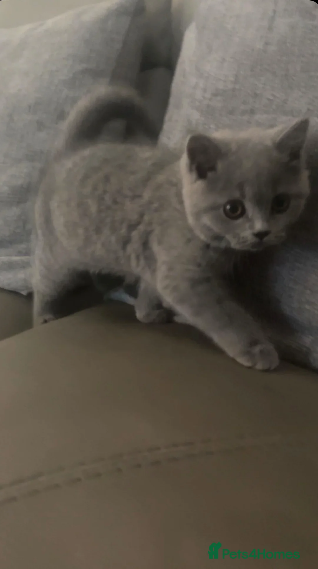 British Shorthair cats for sale: British shorthair kitten  in Edinburgh - Advert 2