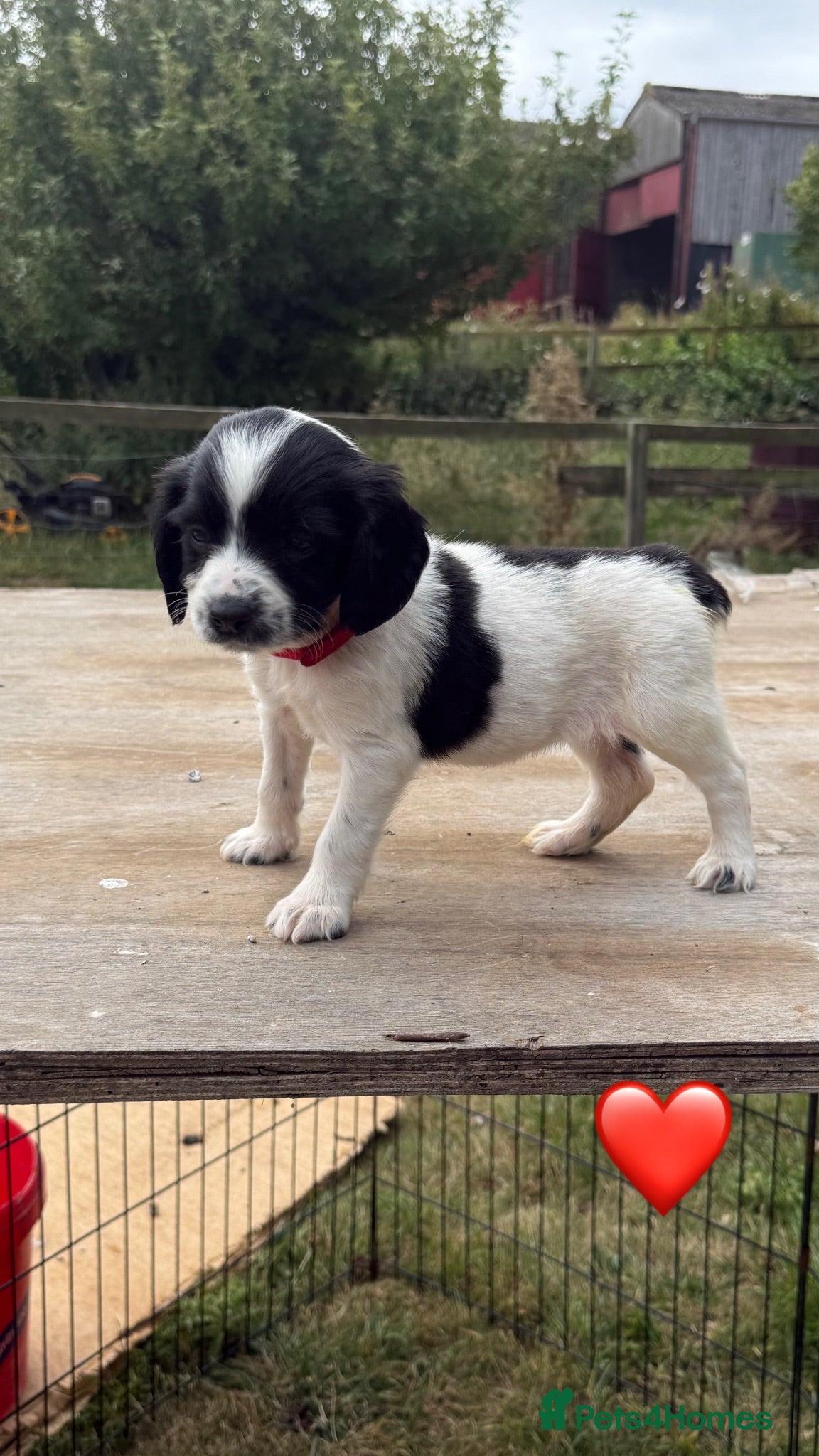 Sprocker dogs Ready now! 4 lovely working spaniel pups  - Advert 11