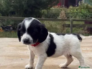 Sprocker dogs Ready now! 4 lovely working spaniel pups - Advert 11