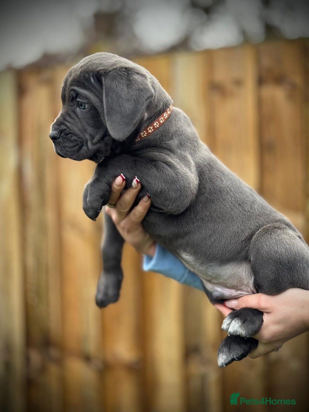 Cane Corso dogs for sale: Balestra Magica Corso IKC/FCI  - Advert 17