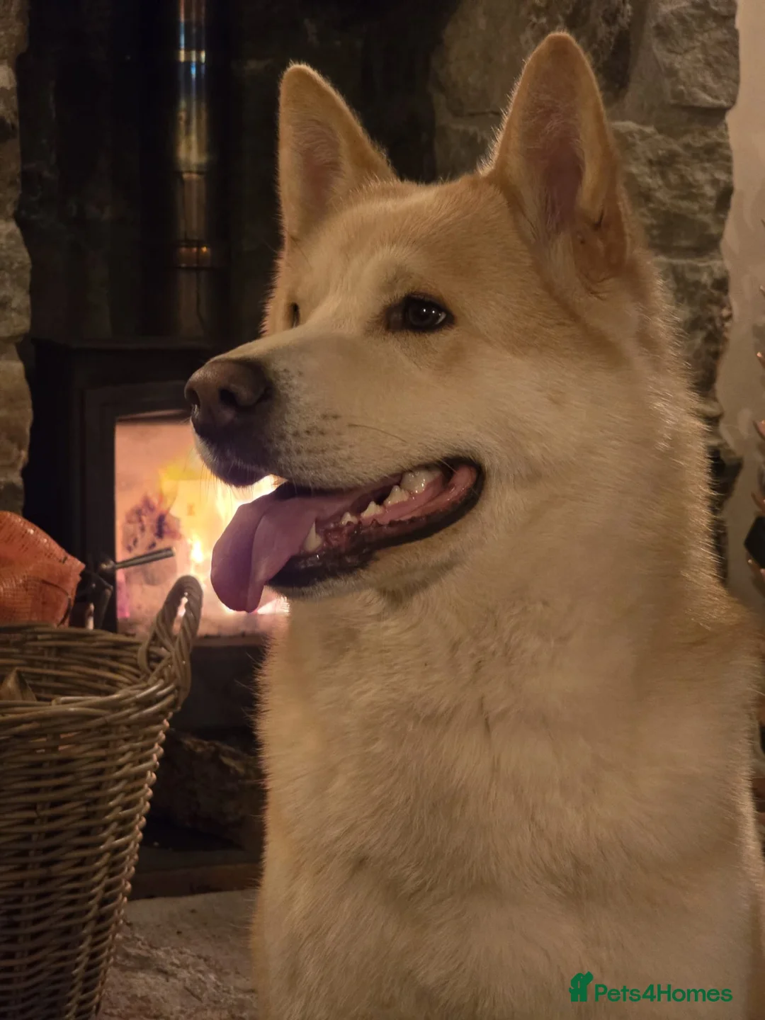 Huskita dogs for sale:   Koda – 2-Year-Old Male Huskita  - Advert 2