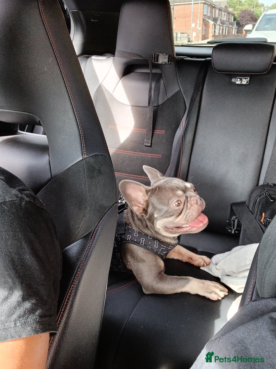 French Bulldog dogs for sale: Loving Home Needed – Please Read Fully - Advert 7