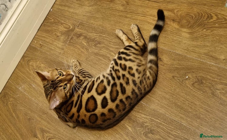 Bengal cats - Advert 2