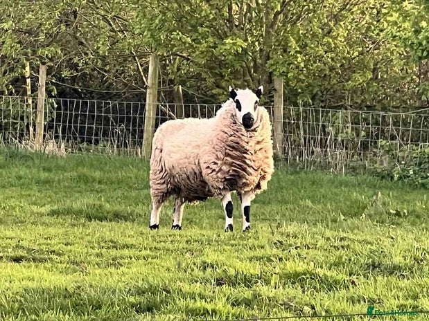 Sheep livestock - Advert 1