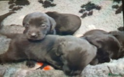 Labrador Retriever dogs for sale: **HEALTH TESTED LABRADOR PUPPIES** - Image 9