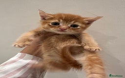 Scottish Fold cats for sale: Scottish fold male kittens available  - Image 17
