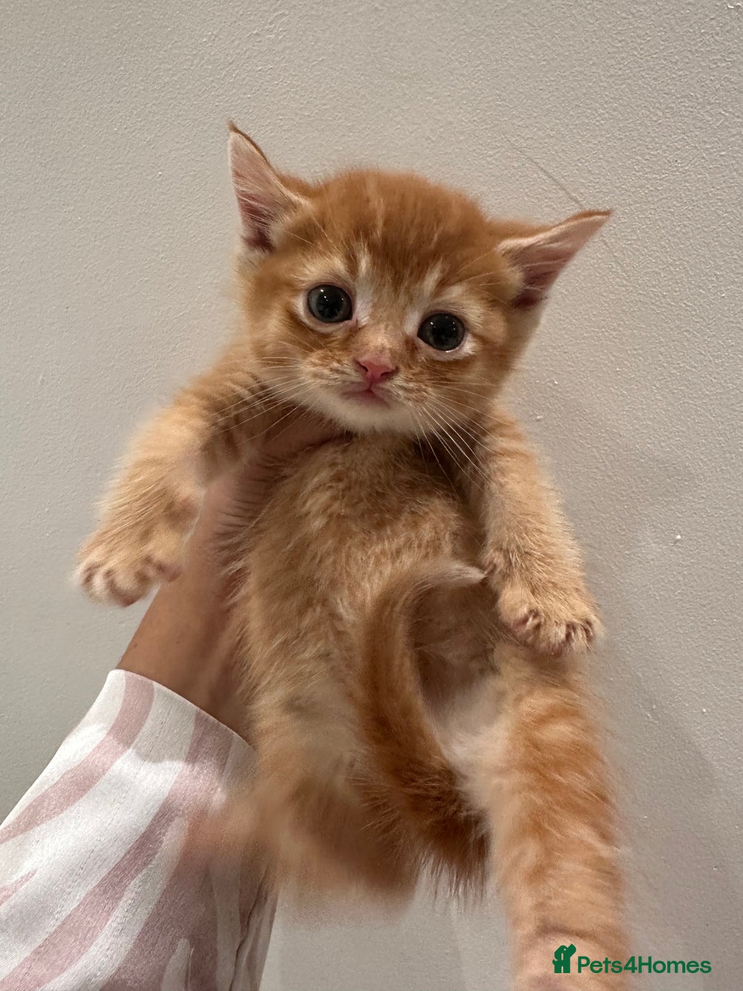 Scottish Fold cats for sale: Scottish fold male kittens available  - Image 17