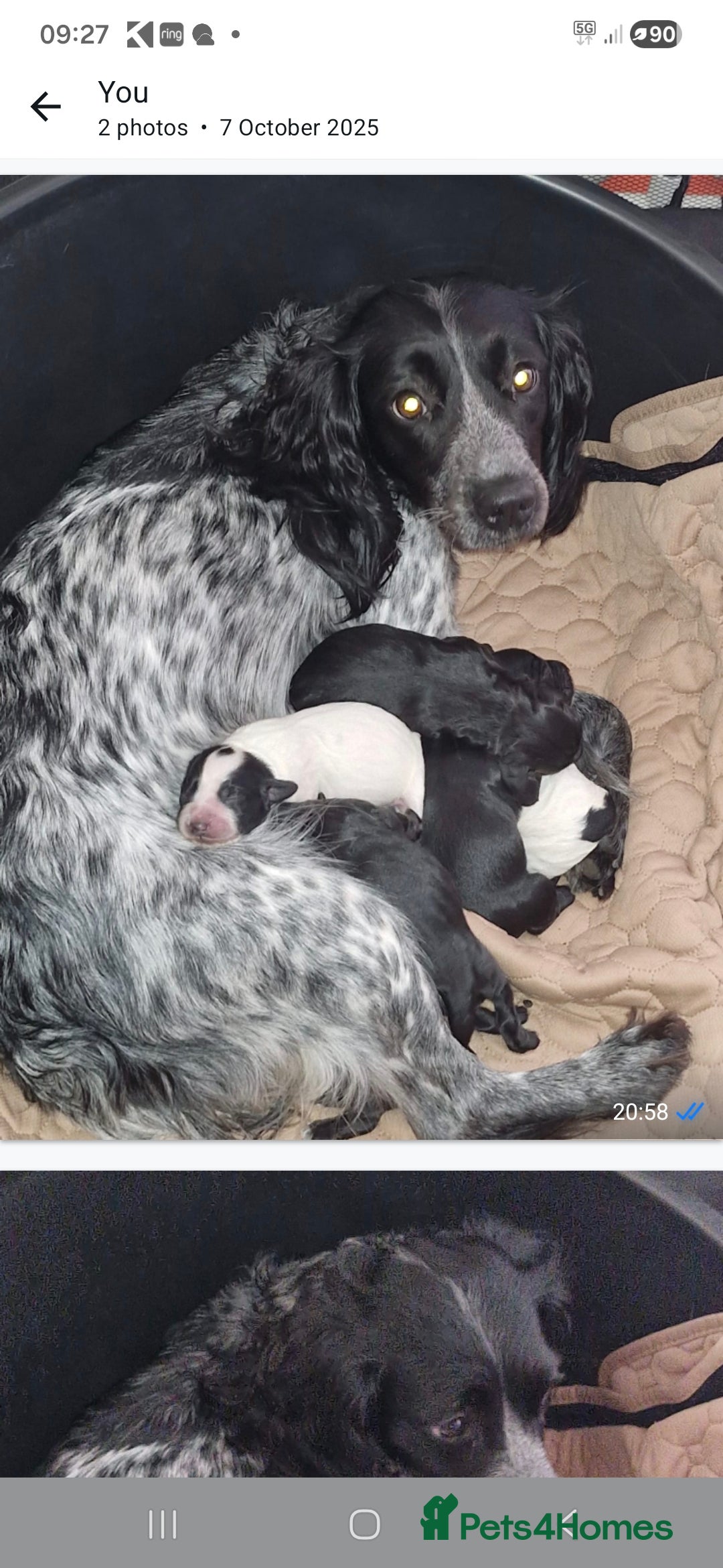 Sprocker dogs for sale: Beautiful sprocker pups - Advert 3