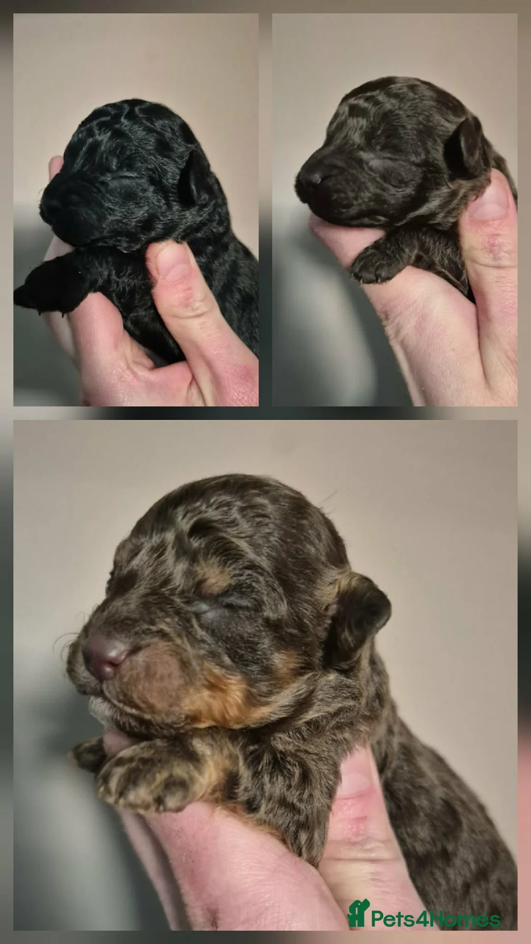 Toy Poodle dogs for sale: Toy poodle pups ready mid april - Advert 1