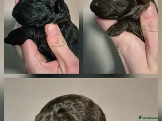 Toy Poodle dogs Toy poodle pups ready mid april - Advert 1