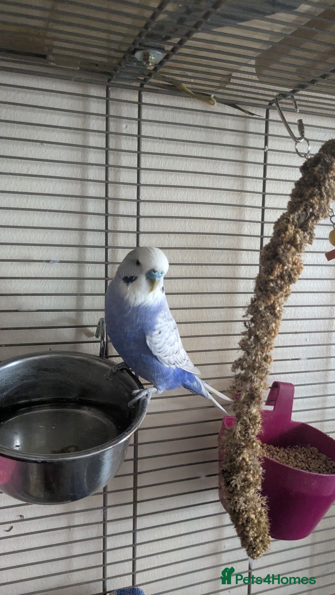 Budgerigars birds Beautiful male budgie for sale  - Advert 1