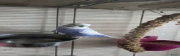 Budgerigars birds for sale: Beautiful male budgie for sale  - Advert 1
