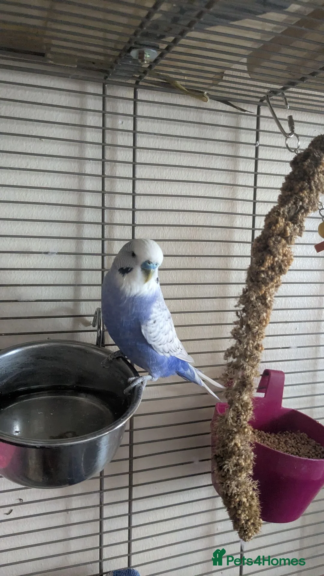 Budgerigars birds for sale: Beautiful male budgie for sale  - Advert 1