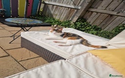 Domestic Shorthair cats for sale: Poppy and Rosie Rehoming.  - Image 7