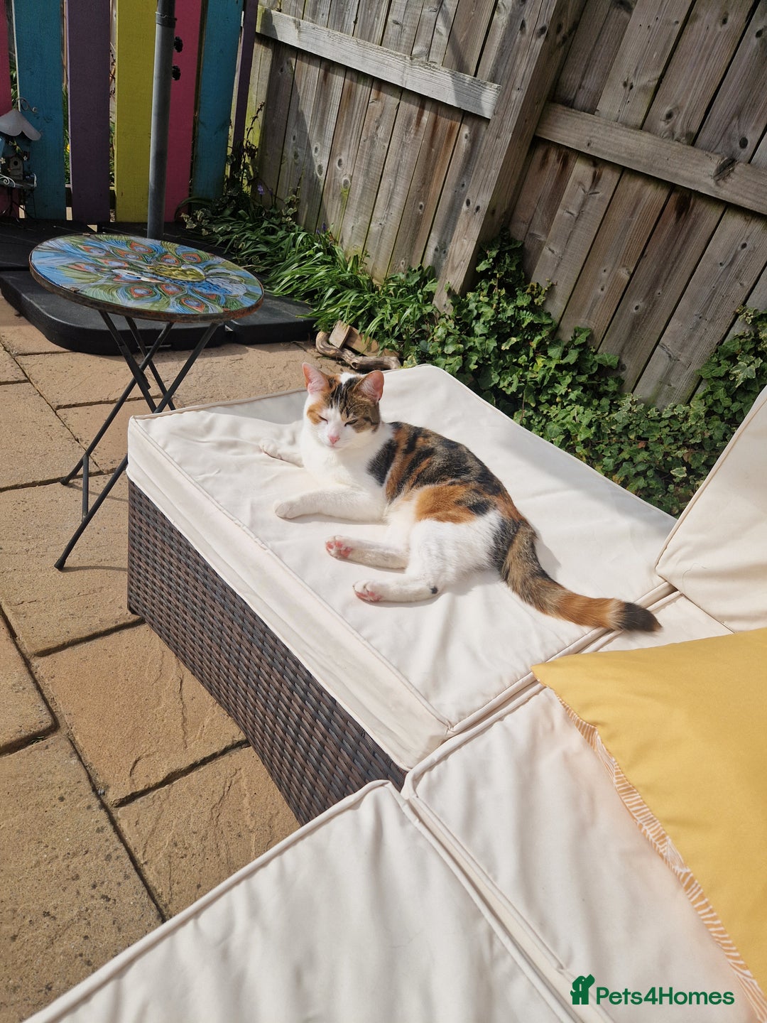 Domestic Shorthair cats for sale: Poppy and Rosie Rehoming.  - Image 7