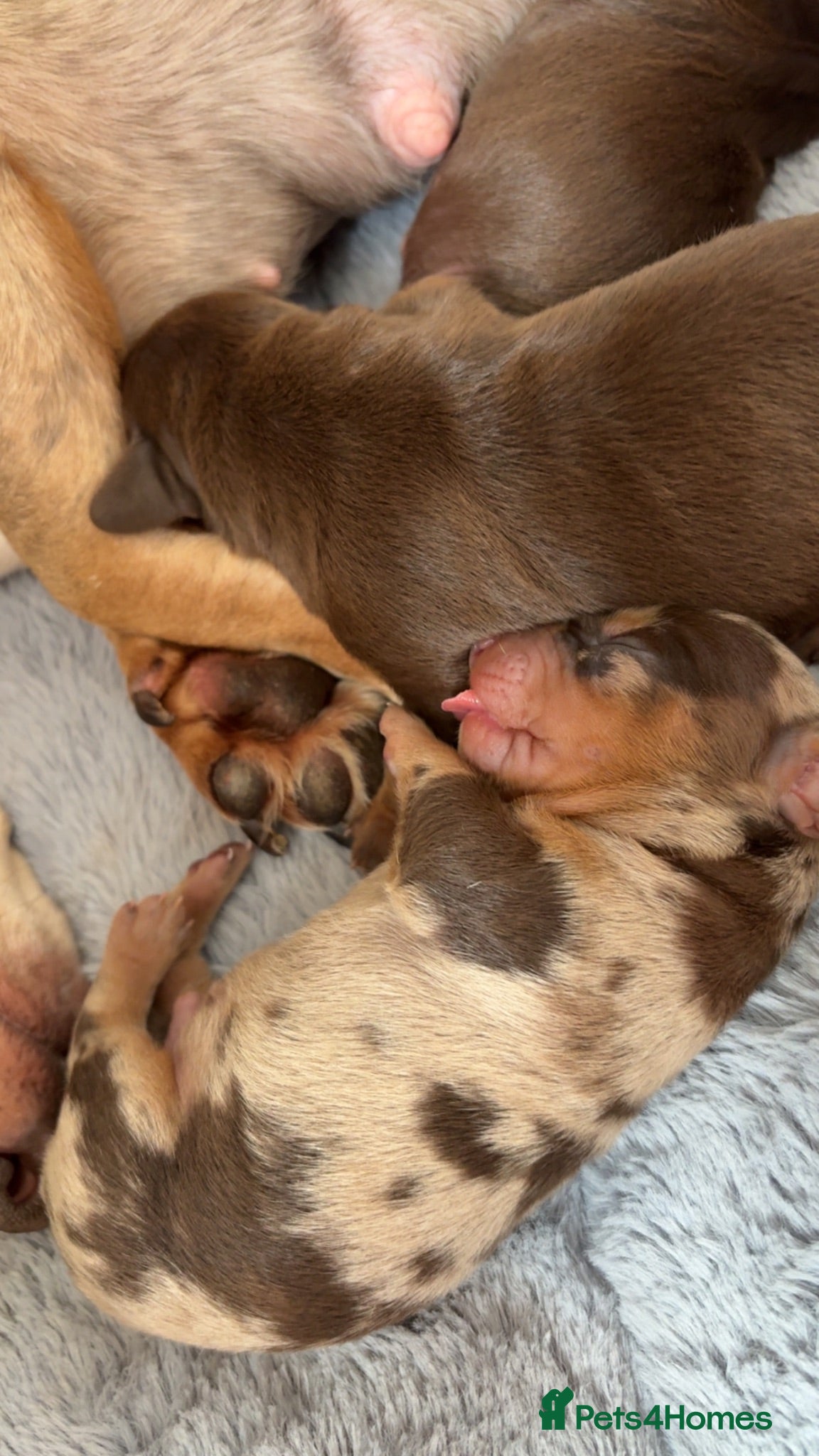 Dachshund dogs 🐾 Chocolate, Tan & Dapple Dachshund Puppies 🐾 - Advert 2