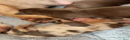 Dachshund dogs for sale: 🐾 Chocolate, Tan & Dapple Dachshund Puppies 🐾 - Advert 6