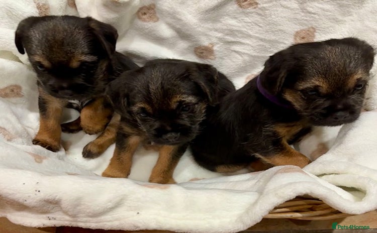 Border Terrier dogs - Advert 4