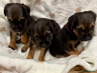 Border Terrier dogs - Advert 3