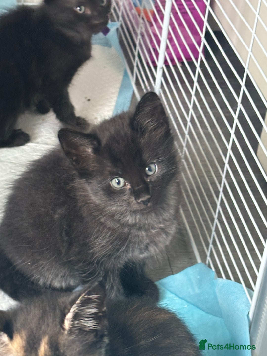 Mixed Breed cats for sale: Stunning litter of 7 kittens - Image 12