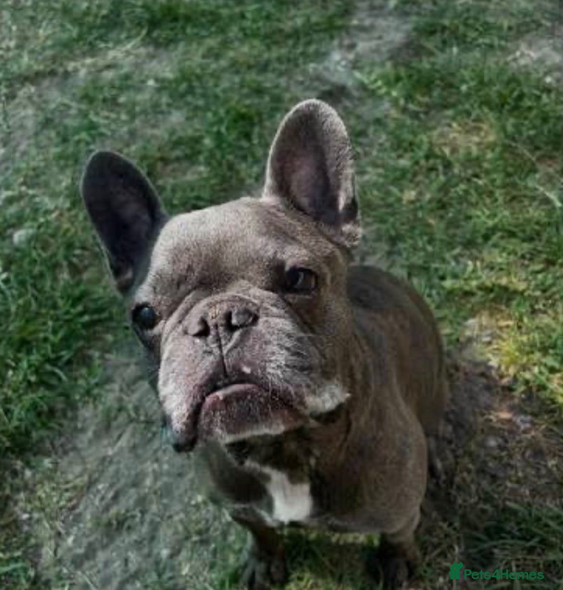 French Bulldog dogs Blue French Bulldog – Stunning, Friendly & Healthy - Advert 1