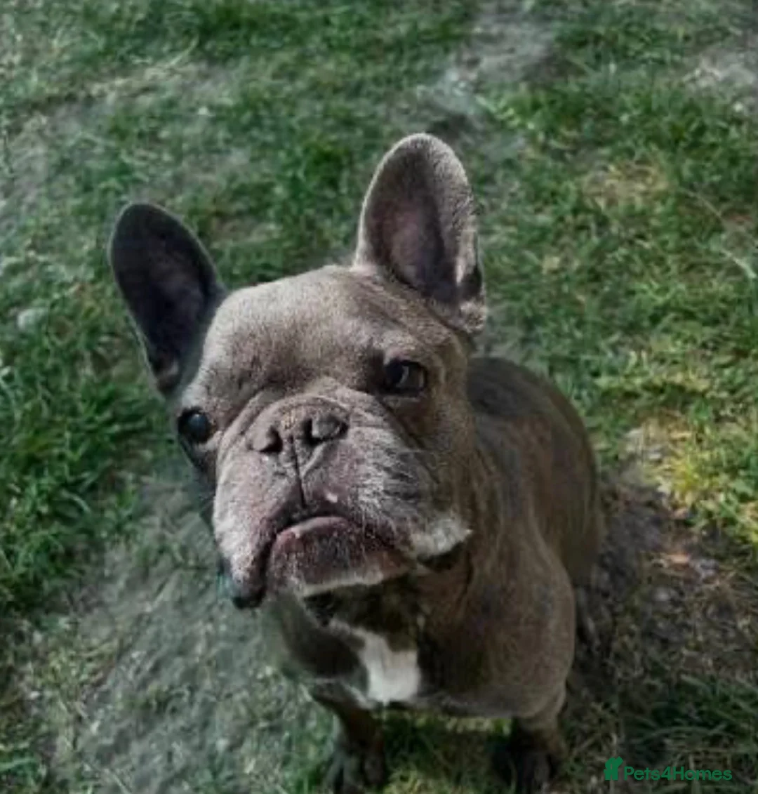 French Bulldog dogs for sale: Blue French Bulldog – Stunning, Friendly & Healthy - Advert 1