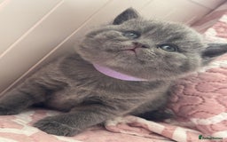 British Shorthair cats for sale: British shorthair blue kittens - pedigree GCCF - Image 12