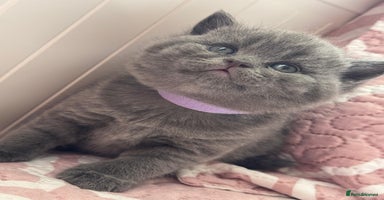British Shorthair cats - Advert 12